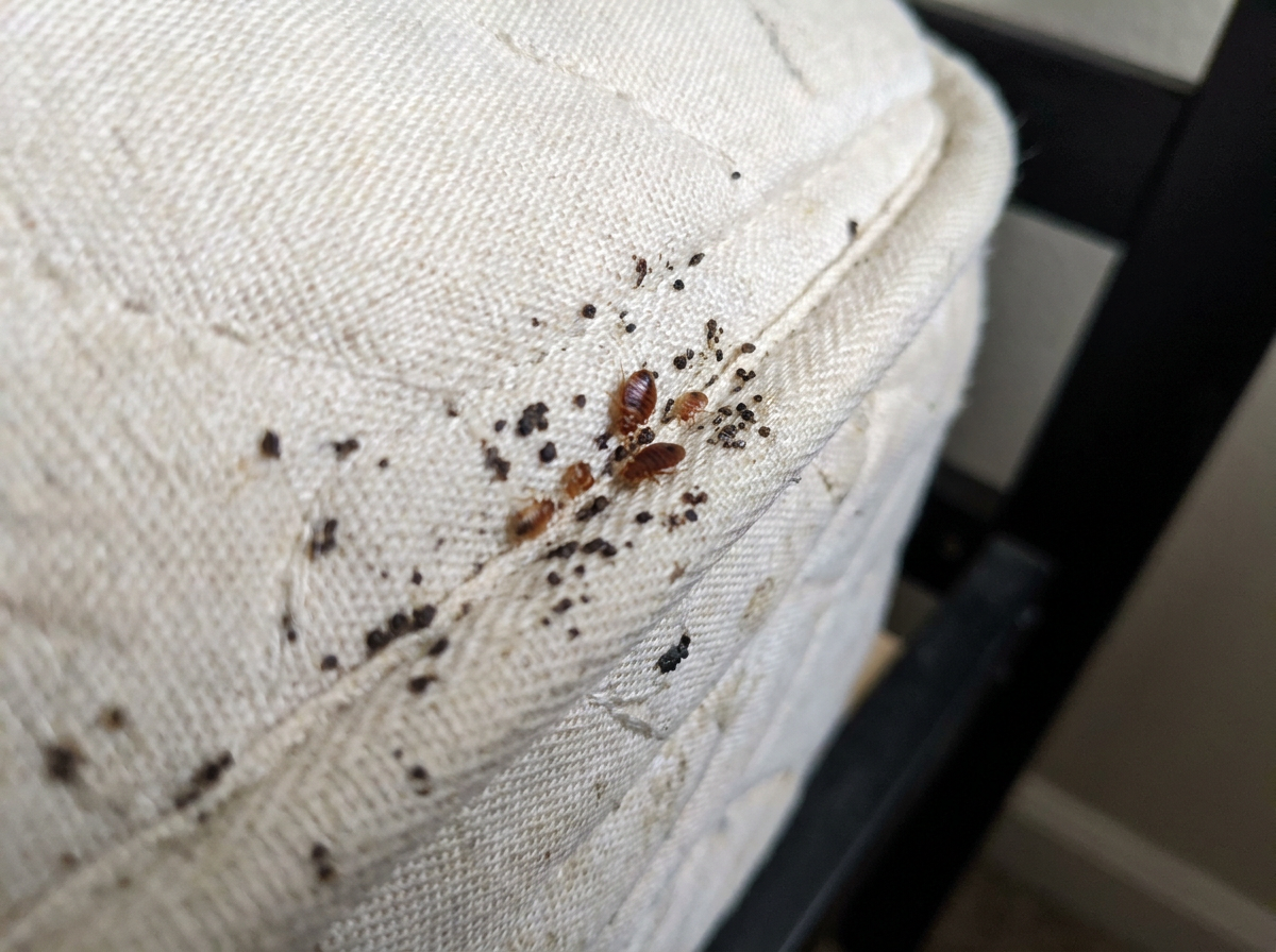 Bed bug treatment before