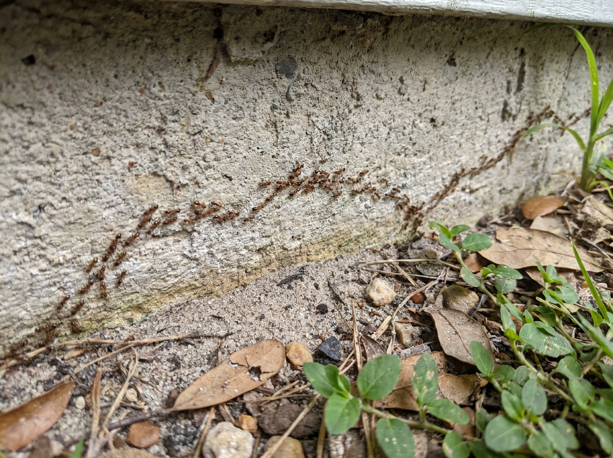 Pest control treatment before